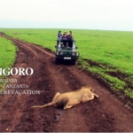 ンゴロンゴロのライオン