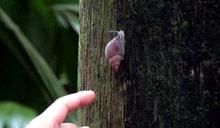 プララン島固有のカタツムリ