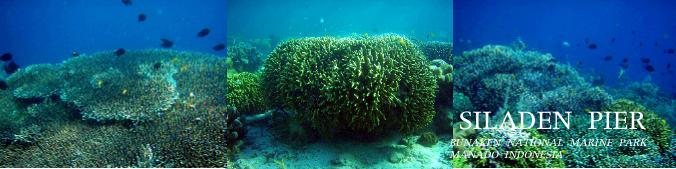 シラデンピアの珊瑚礁
