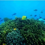 シラデン島の珊瑚礁
