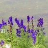 バッハアルプゼー湖に咲く花