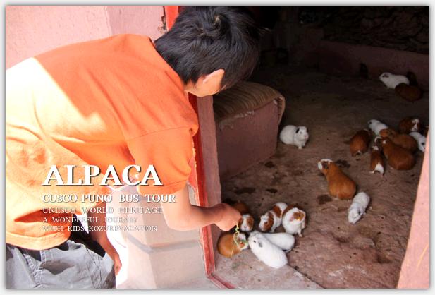 アルパカ リャマ ビクーニャの違い 見分け方と餌付け体験 サンパブロ村 それ行け 子連れ海外旅行
