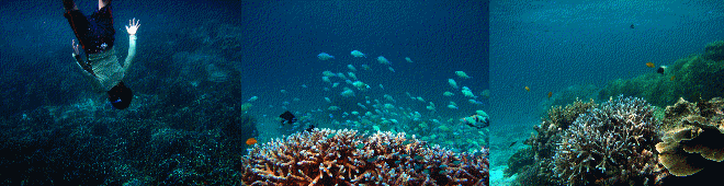 ミアンビーチの珊瑚礁