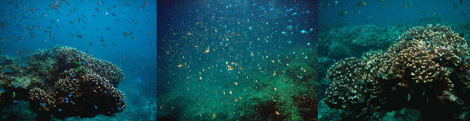 シミラン諸島の珊瑚礁
