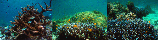 珊瑚礁の海中写真