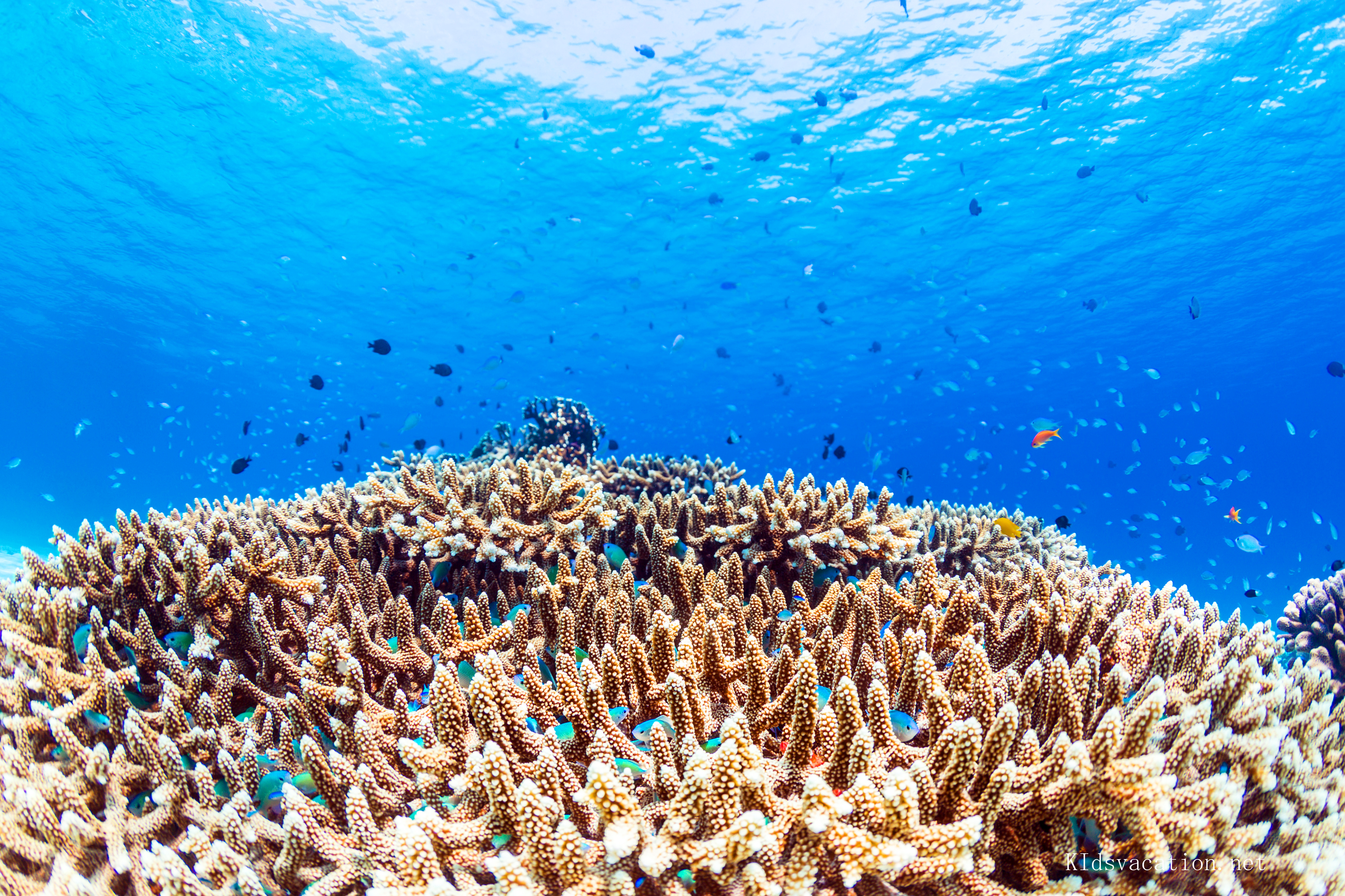 サンゴ礁とトロピカルフィッシュ