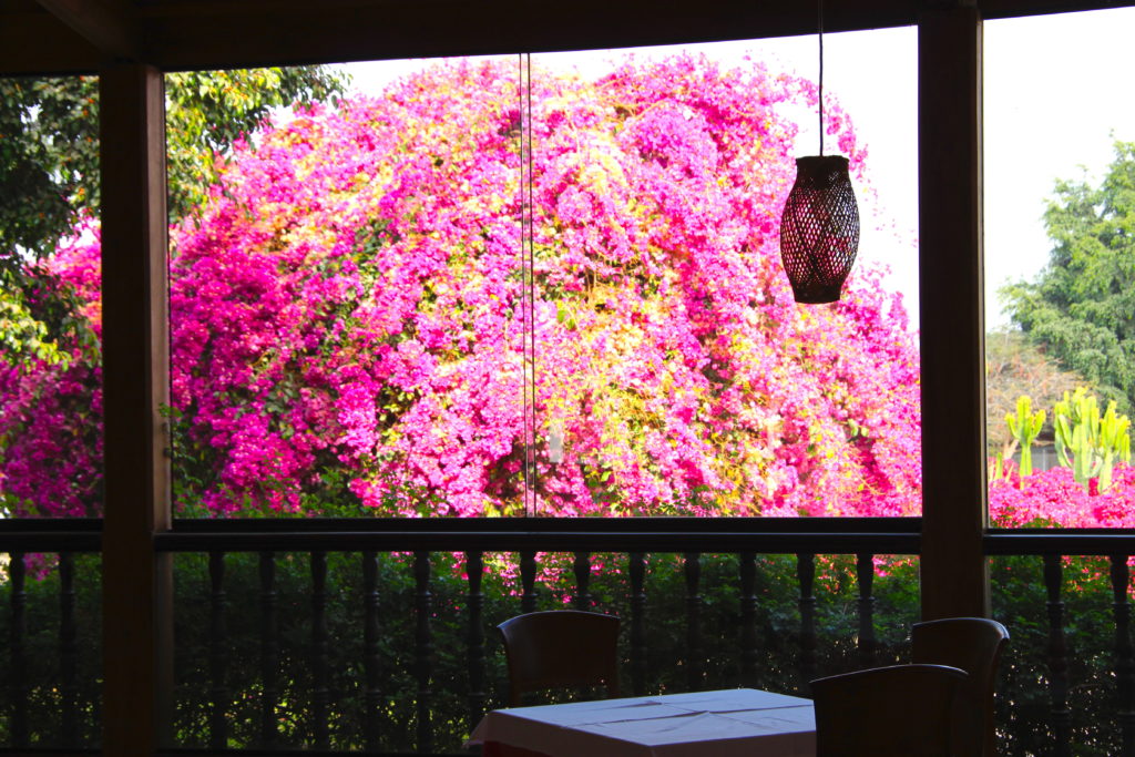 カンタヨホテルの朝食レストランから見える庭のブーゲンビリア
