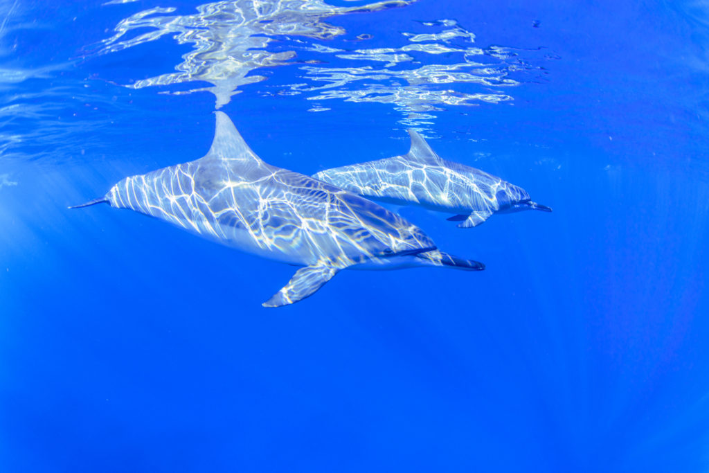 ティプタパスのランギロアブルーの海中を泳ぐ２頭のイルカ