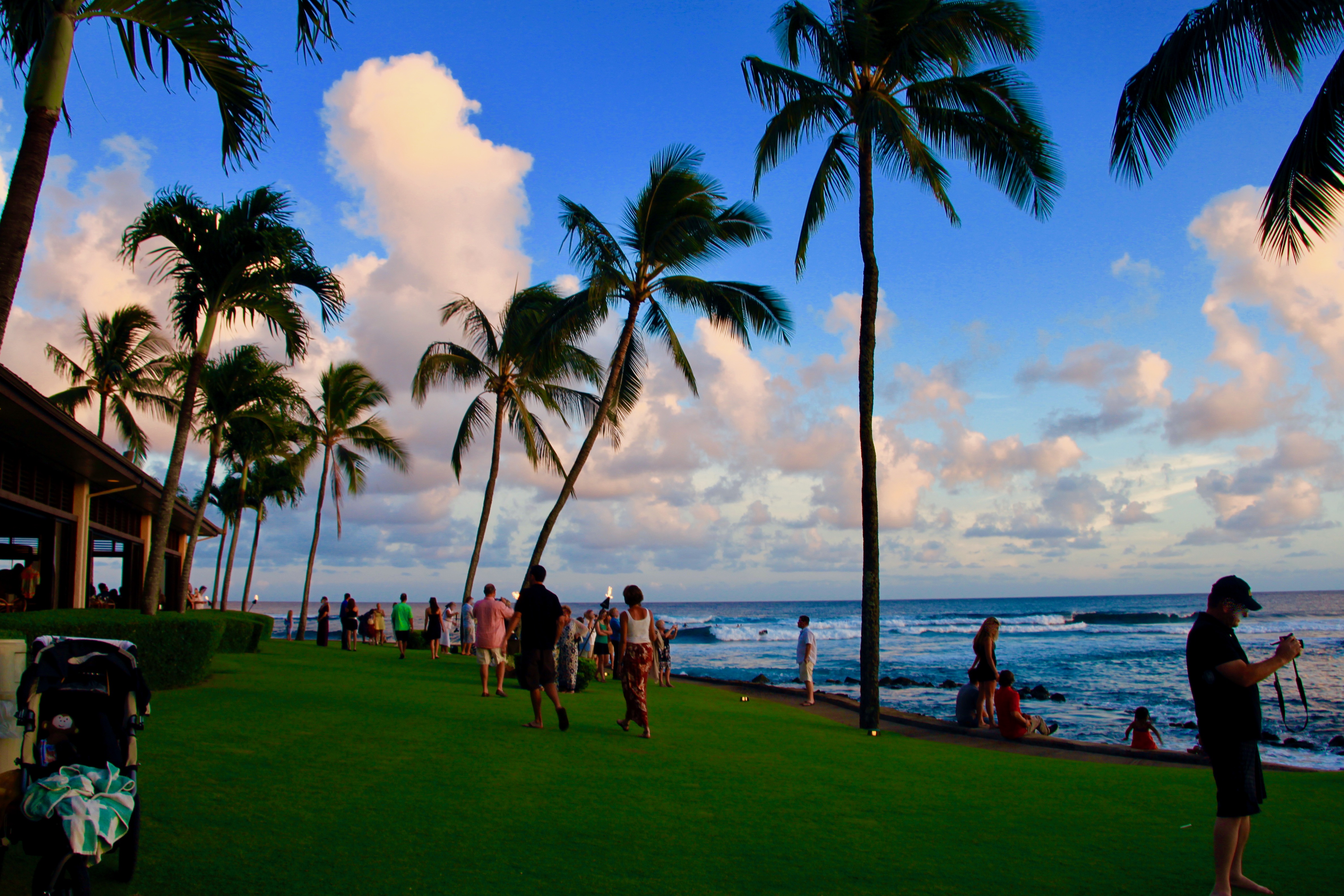 ハワイの海とヤシの木