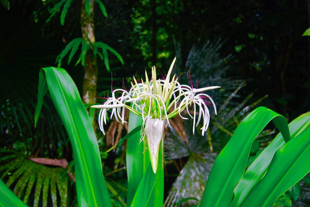 ボルネオのジャングルに咲く白い花