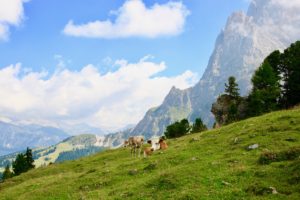 サッソルンゴの岩肌と牧草地の牛