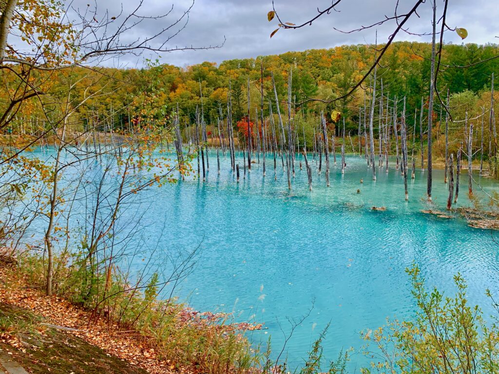 紅葉と青い池