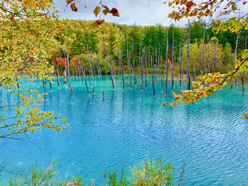 青い池の紅葉の風景