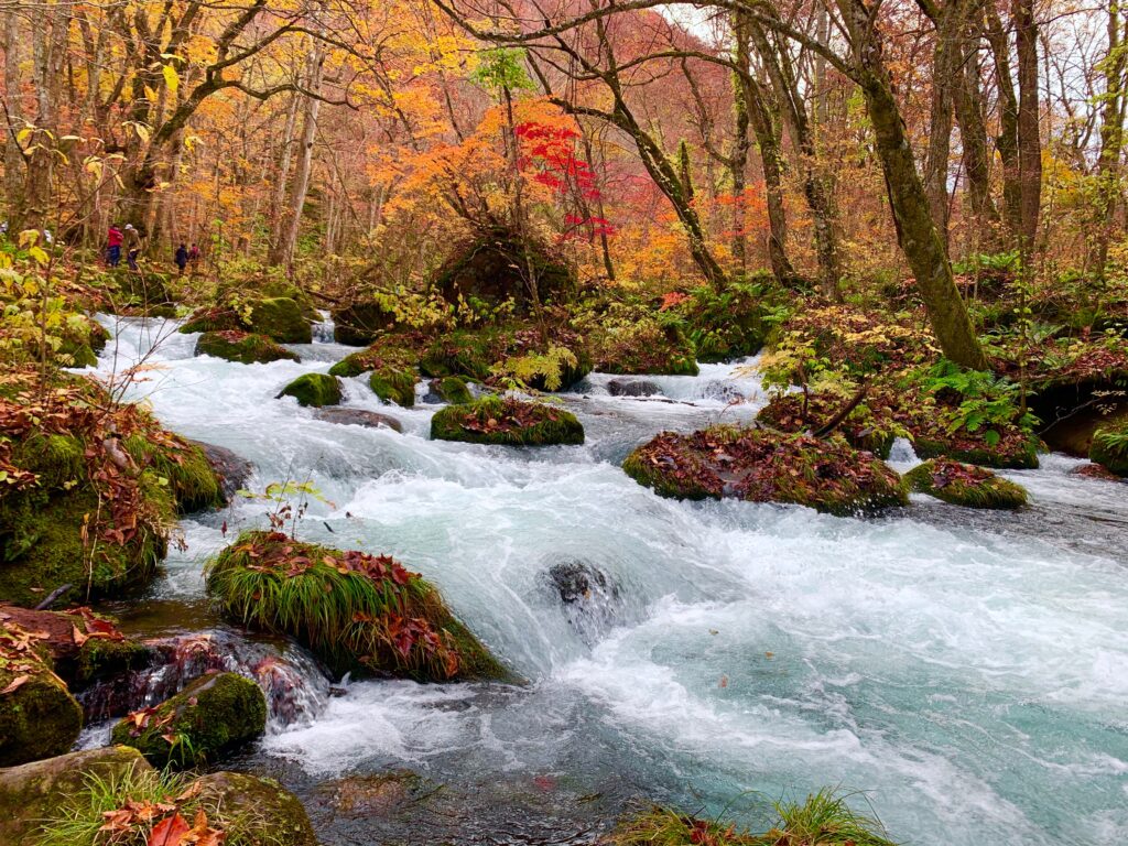 奥入瀬渓流の紅葉