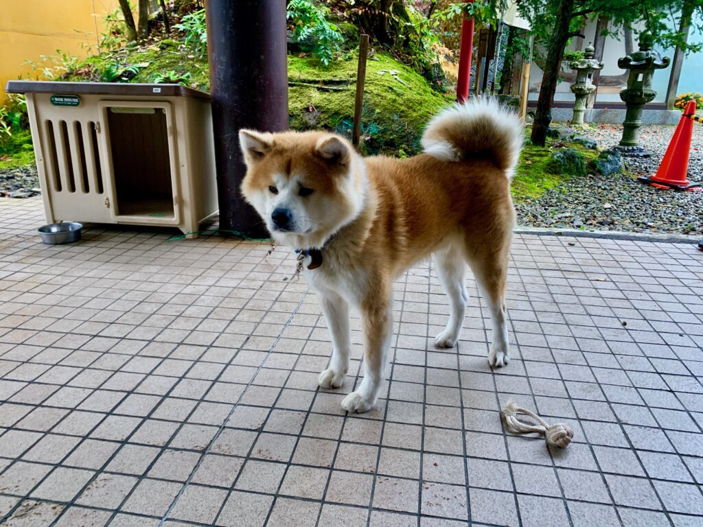 国の天然記念物に指定されている秋田犬