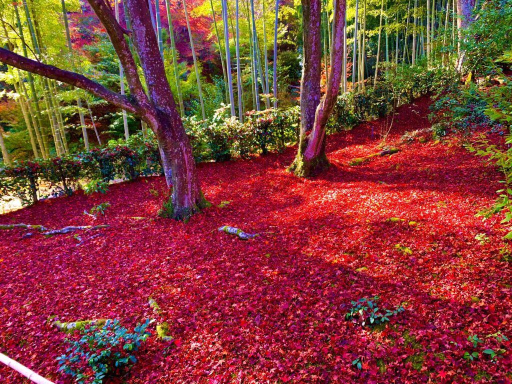 地面を覆う赤い落ち葉
