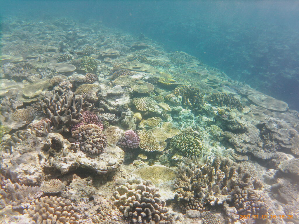 伊釈加釈島の珊瑚礁