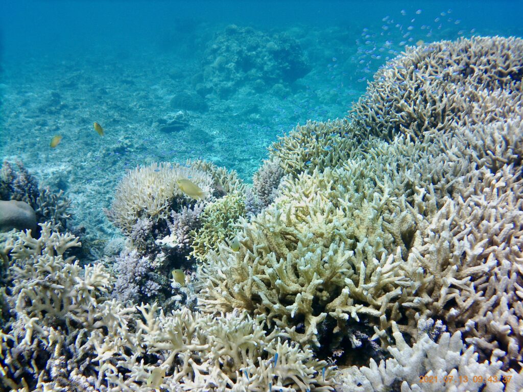 安室島の珊瑚礁の海中写真