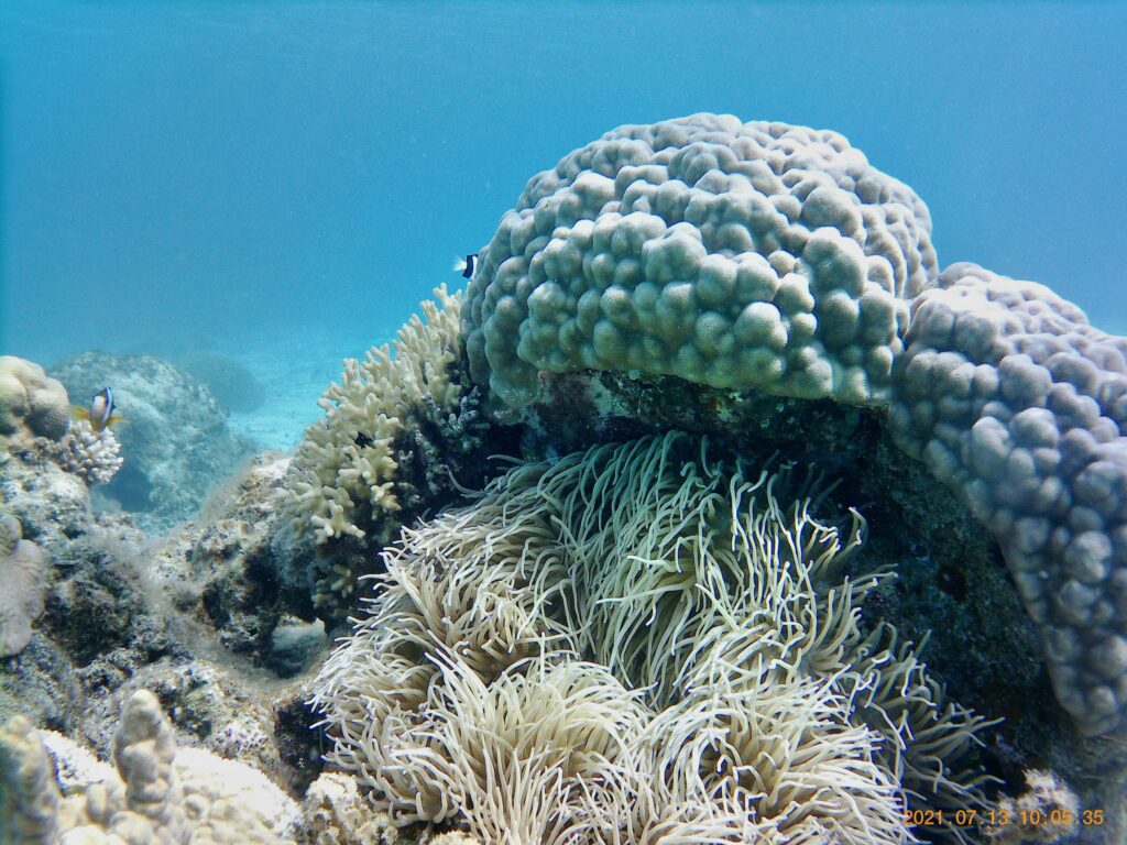 安室島の珊瑚礁の海中写真