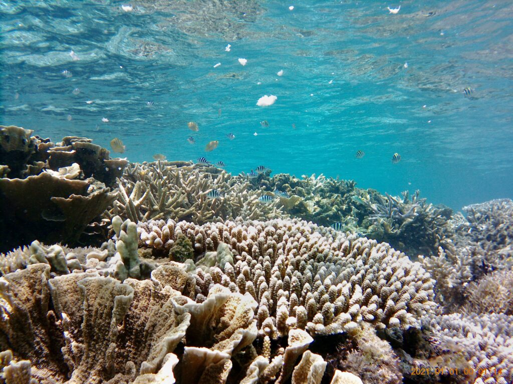 ヒスジビーチの珊瑚礁