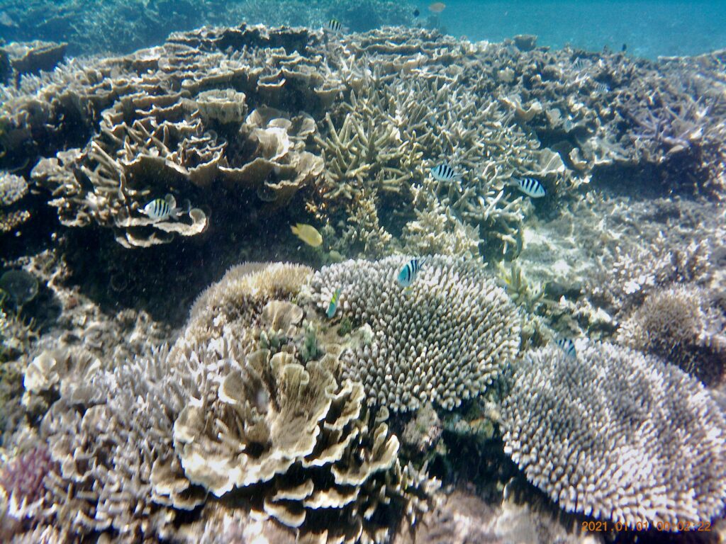 ヒスジビーチの珊瑚礁