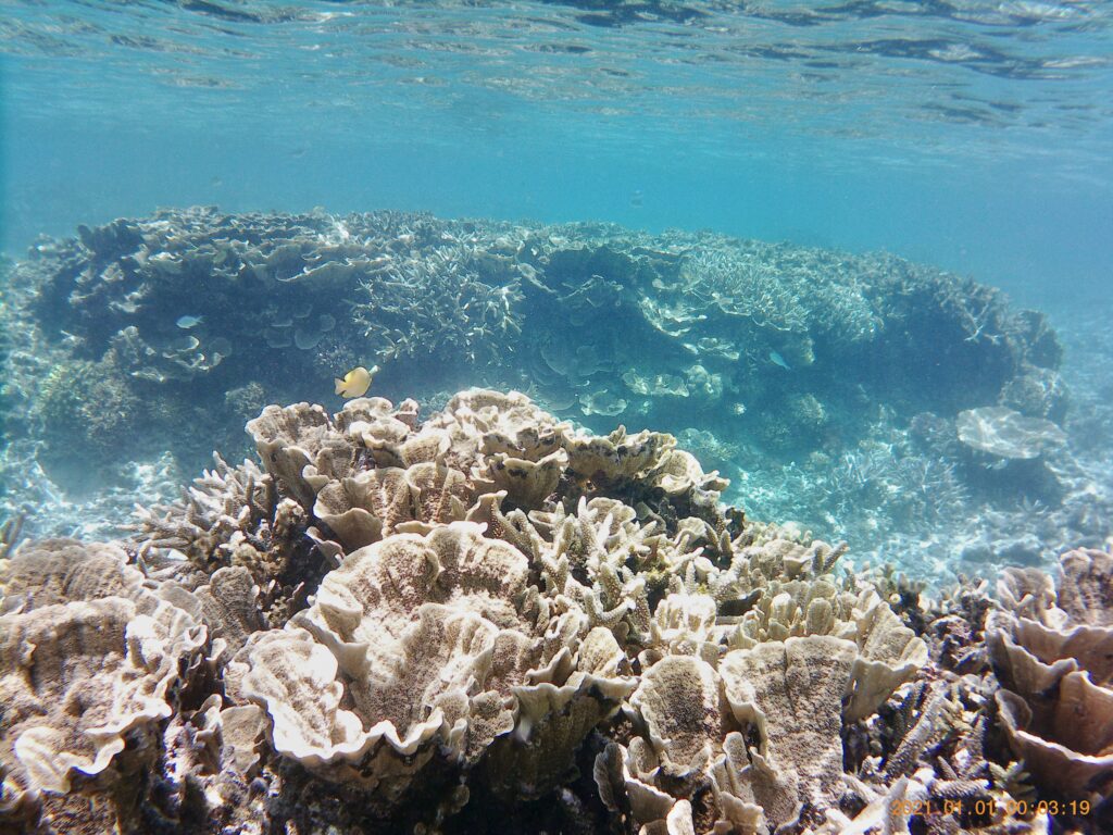 浅瀬に珊瑚の根がいくつもあります