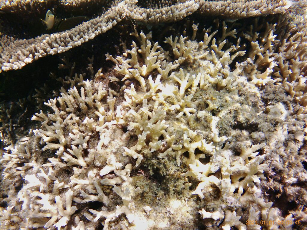 珊瑚礁のアップ