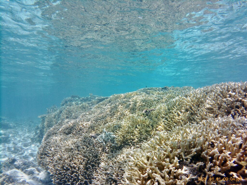 沖に向かって伸びる珊瑚礁