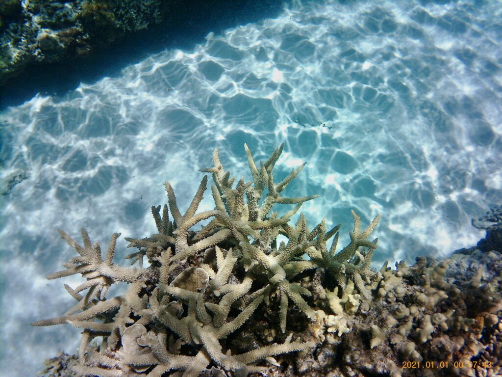 上から見た珊瑚礁と白い砂地