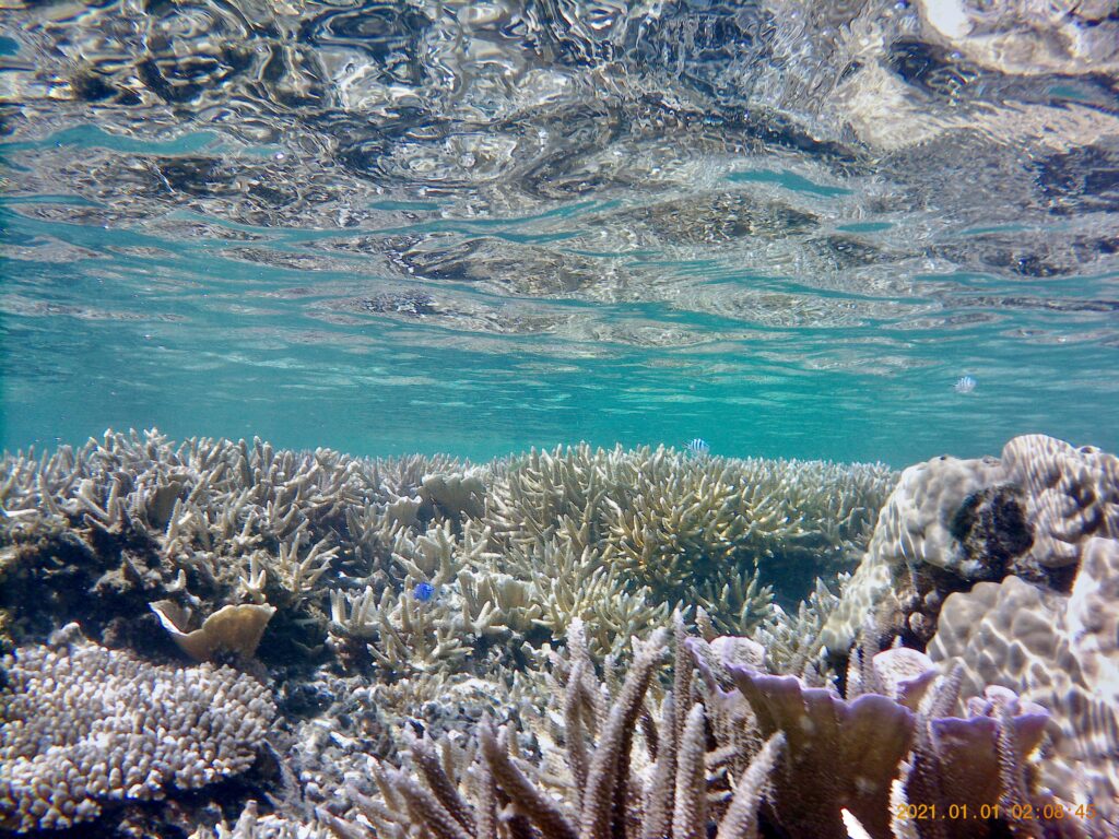 シルビーチの珊瑚礁
