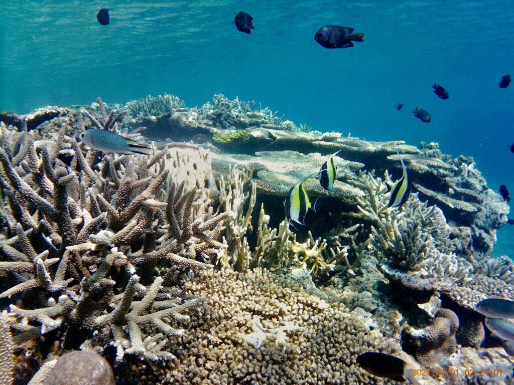 珊瑚礁の上で乱舞する魚たち