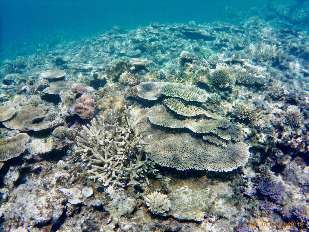 シルビーチの珊瑚礁