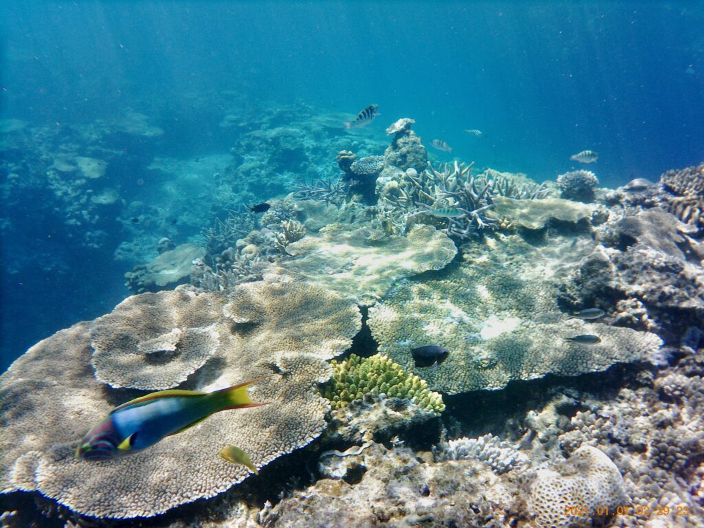大きなテーブル珊瑚