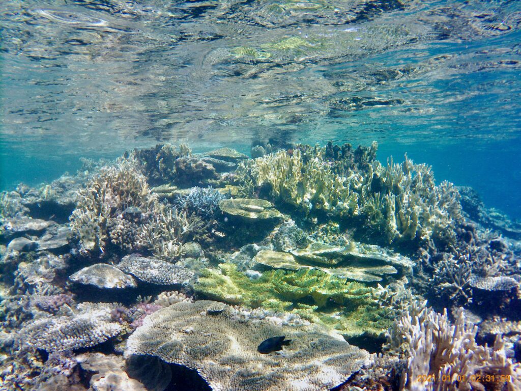 縦に伸びる珊瑚礁の根