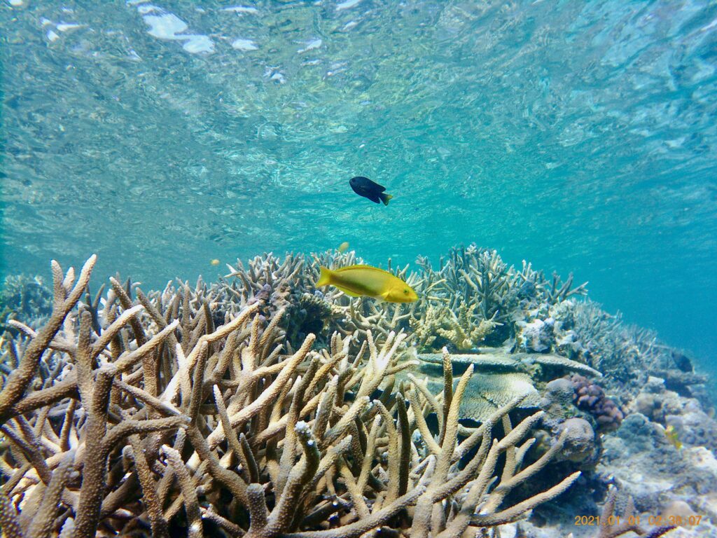 珊瑚礁の海を泳ぐ熱帯魚