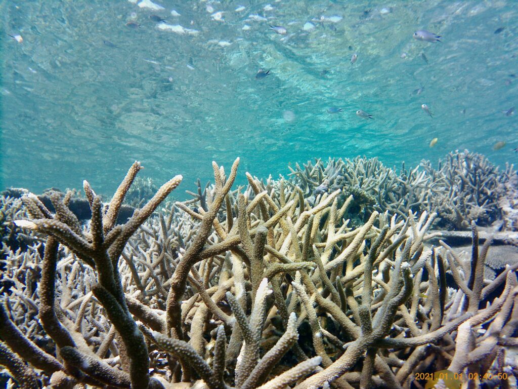えだ珊瑚の群生