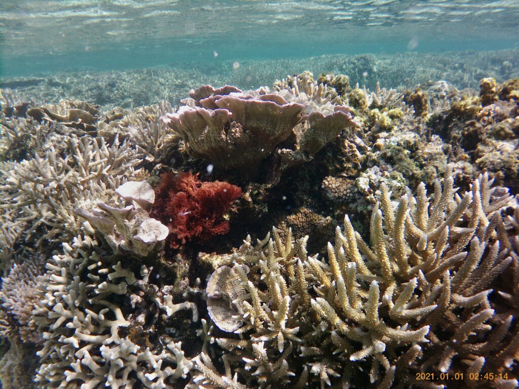 干潮時には水の上に出てしまいそうな場所にも珊瑚がびっしりあります