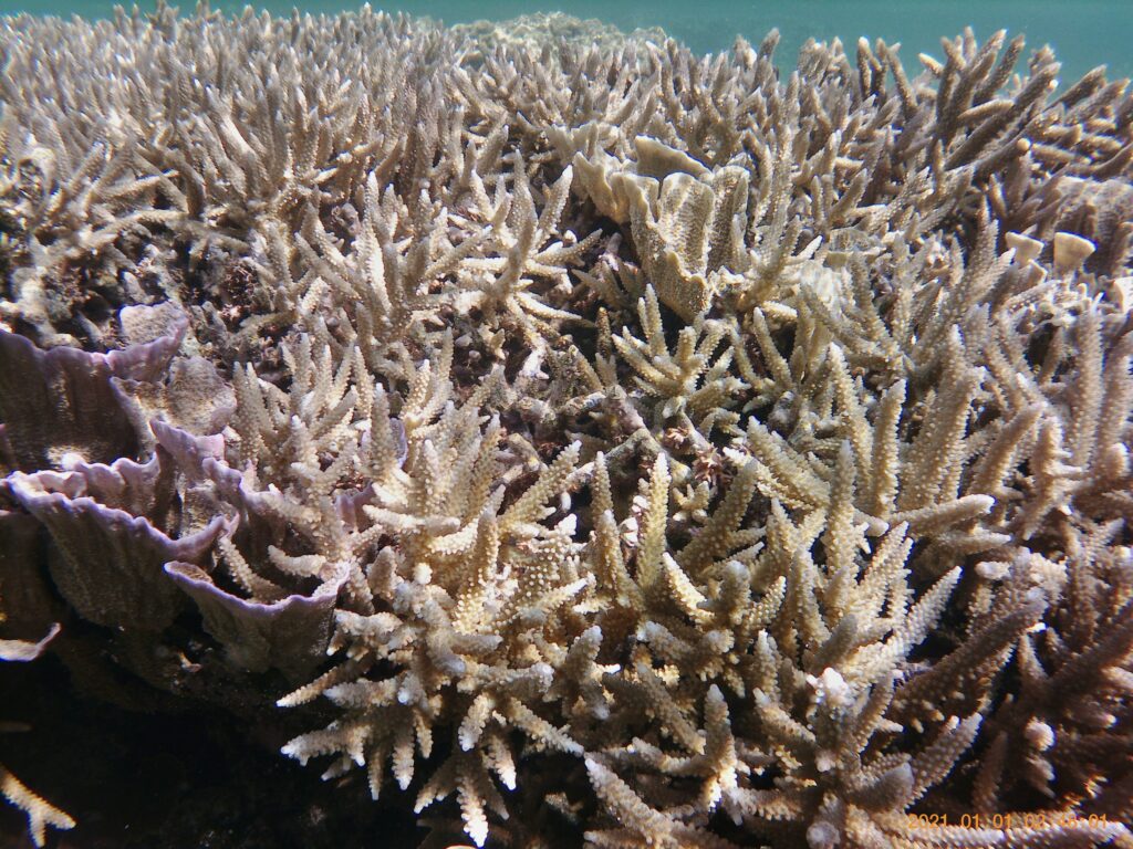 一面のえだ珊瑚