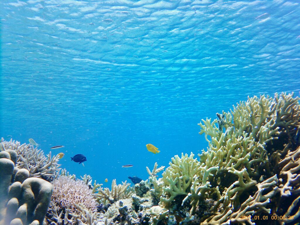 ヒスジビーチの珊瑚礁と熱帯魚