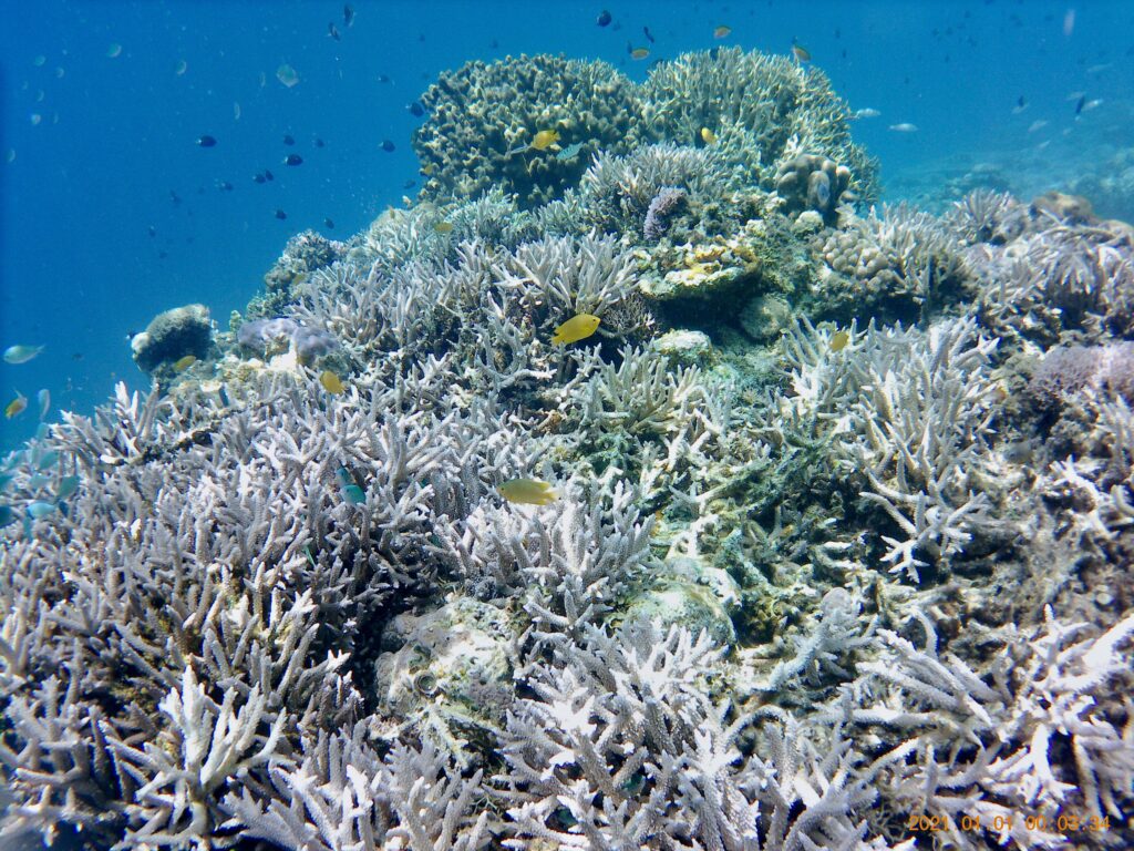 珊瑚礁の周りを乱舞する熱帯魚