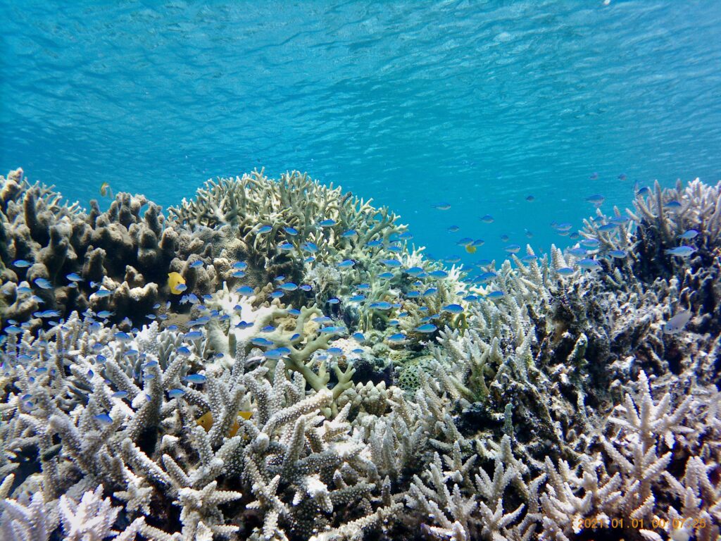阿嘉島ヒスジビーチの珊瑚礁