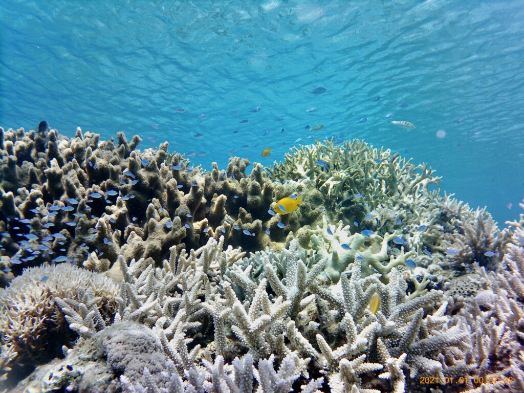 珊瑚礁とトロピカルフィッシュ
