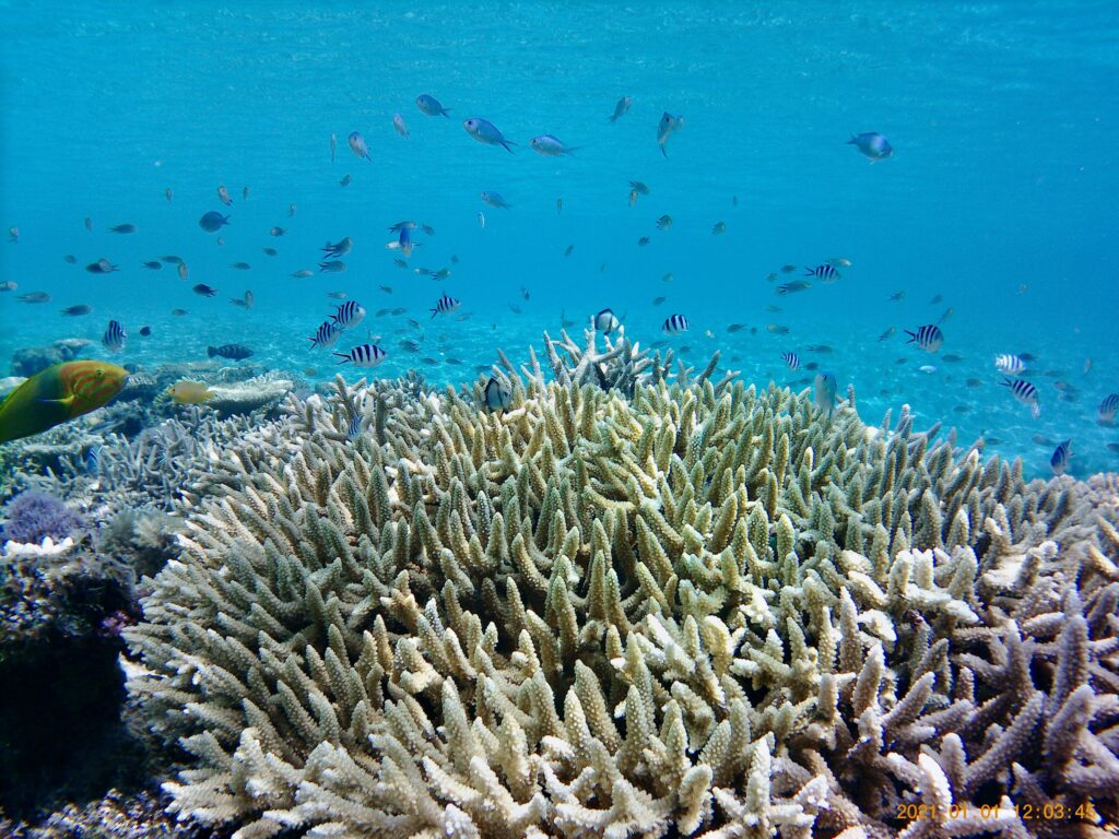 珊瑚とテバスズメの群れ