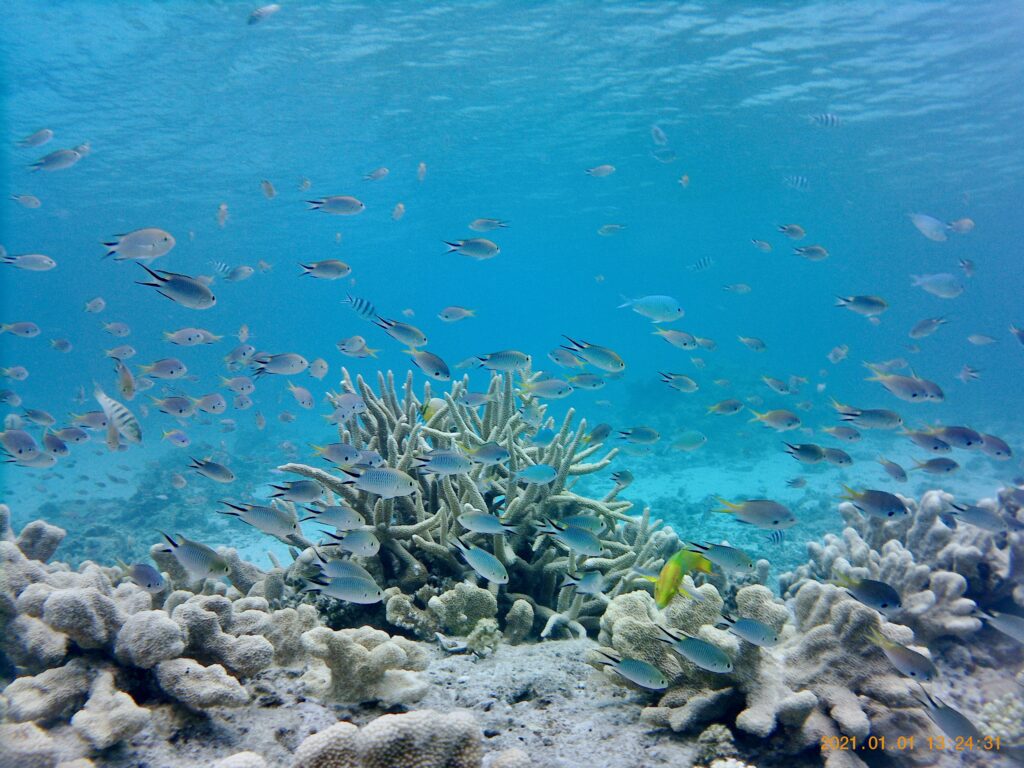 嘉比島の珊瑚礁
