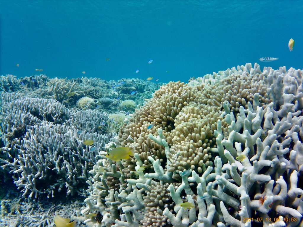 座間味島の珊瑚礁の海でシュノーケリング