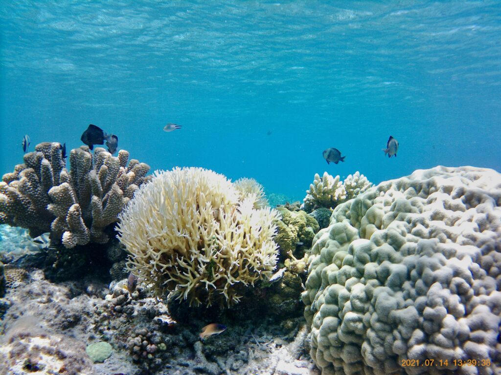 いろいろな種類の珊瑚