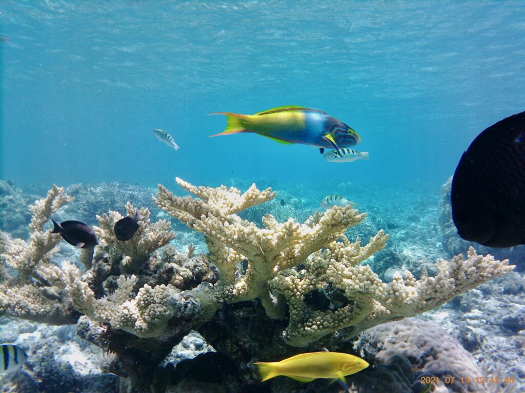 大きな珊瑚とトロピカルフィッシュ