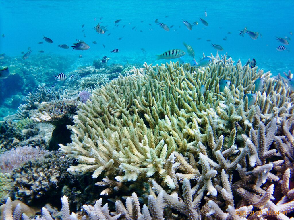 ハナリ島の東海岸の珊瑚礁
