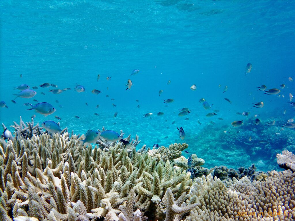 珊瑚礁に戯れるトロピカルフィッシュ